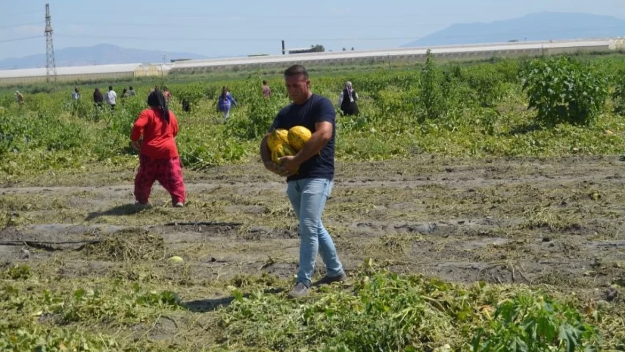 Manisa'da 600 Ton Kavun Karpuz Ücretsiz Dağıtıldı: Vatandaşlar Tarlaya Akın Etti!