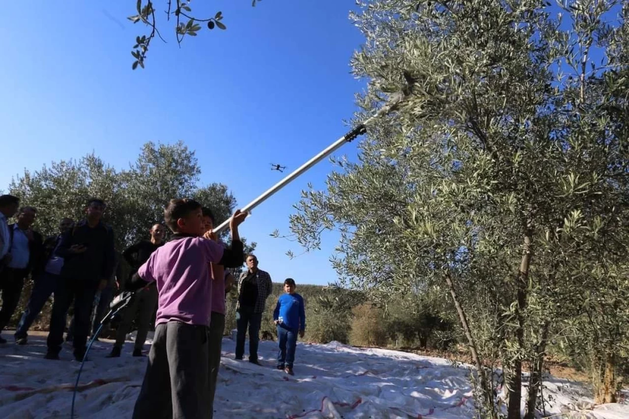 Hyllarima Antik Kenti’nde Zeytin Hasadı