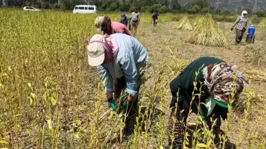 Gökova’da sarı altın hasadı başladı