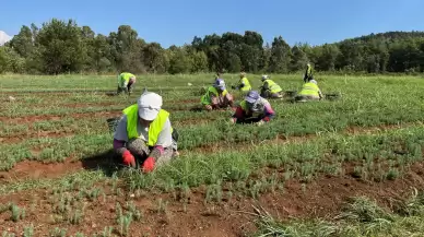 Muğla’da yeşil vatan fidanları üretiliyor