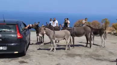 Bunu yapanlar eşekler olamaz! Datça-Marmaris Karayolu çöp dolu