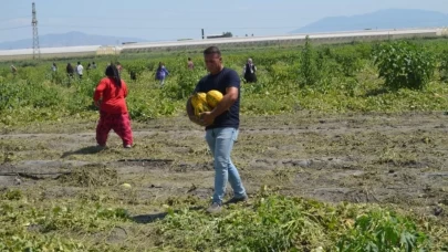 Manisa'da Halka 600 Ton Kavun ve Karpuz Ücretsiz Dağıtıldı