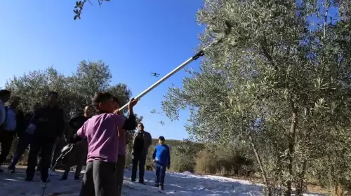 Hyllarima Antik Kenti’nde Zeytin Hasadı