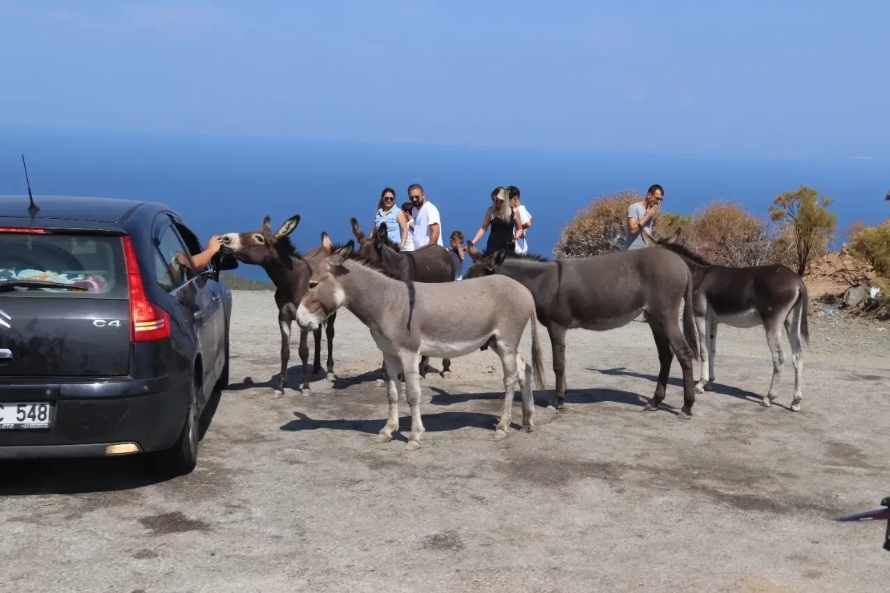 Bunu yapanlar eşekler olamaz! Datça-Marmaris Karayolu çöp dolu